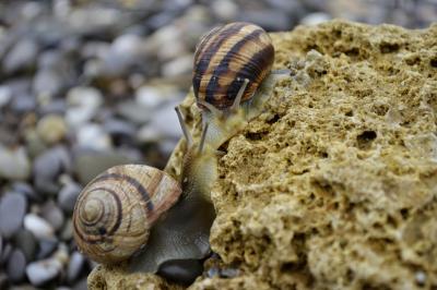 Прикрепленное изображение: _DSC6439.JPG